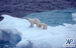 Scan-090829-0011.jpg - Polar Bears