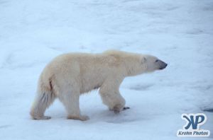 Scan-090829-0012.jpg - Polar Bear