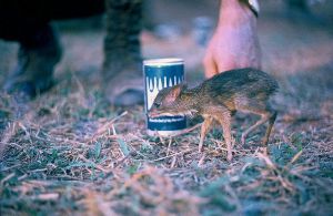 cd111-nm10.jpg - Baby Pygmy Deer