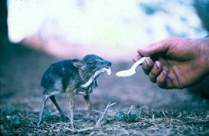 cd111-nm11.jpg - Baby Pygmy Deer