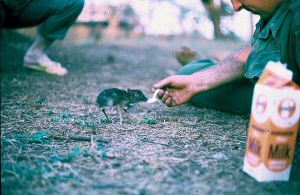 cd111-nm12.jpg - Baby Pygmy Deer