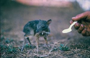 cd111-nm13.jpg - Baby Pygmy Deer