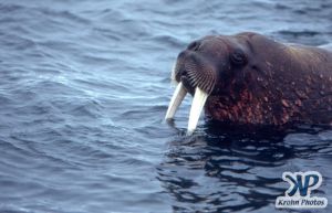 dvd1002-s01.jpg - Walrus