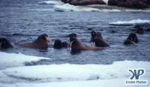 dvd1002-s02.jpg - Group of Walruses