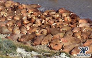 dvd1002-s03.jpg - Large group of Walruses