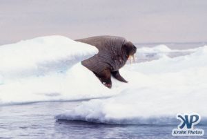 dvd1002-s05.jpg - Walrus