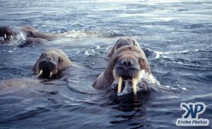 dvd1002-s06.jpg - Group of Walruses