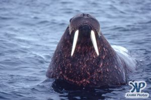 dvd1002-s07.jpg - Walrus