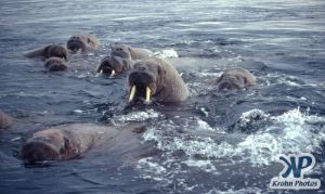 dvd1002-s08.jpg - Group of Walruses