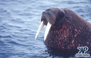 dvd1002-s10.jpg - Walrus