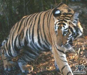 cd1010-s24.jpg - Tiger