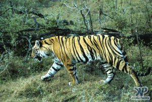 cd1010-s29.jpg - Tiger