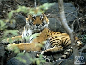 cd1010-s40.jpg - Tiger