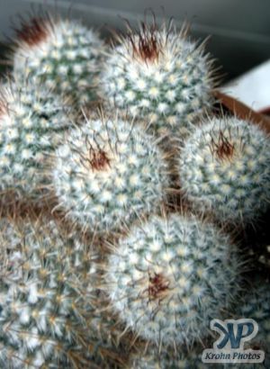 cd1000-s01.jpg - Cactus