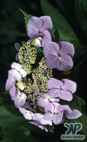 cd1000-s03.jpg - Hydrangea