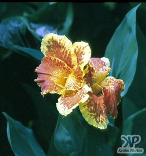 cd1000-s05.jpg - Lily