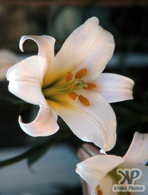 cd1000-s08.jpg - Lily