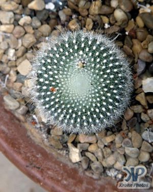 cd1000-s10.jpg - Cactus