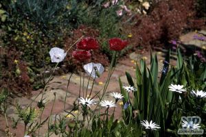 cd1000-s20.jpg - Poppies