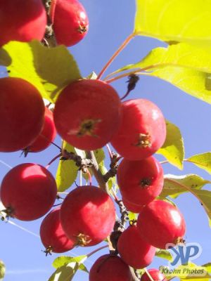 cd16-d01.jpg - Crab Apples