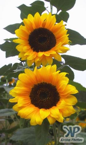 cd16-d04.jpg - Sunflower