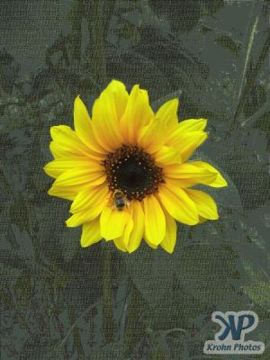 cd16-d06.jpg - Bee and Sunflower