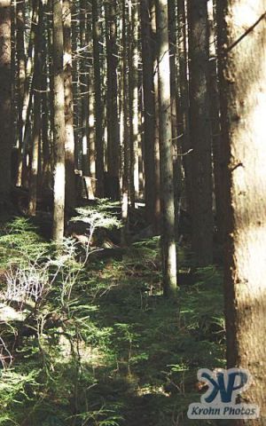 cd16-d09.jpg - Pacific NW Forest