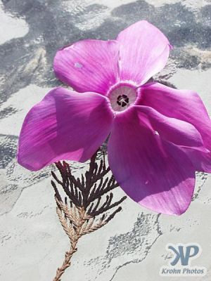 cd16-d10.jpg - Fallen cyclamen flower
