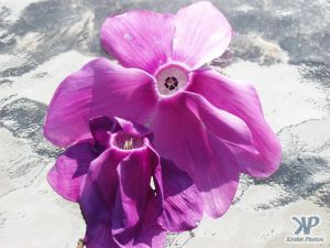 cd16-d11.jpg - Fallen cyclamen flower #2