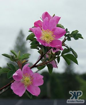 cd16-d26.jpg - Wild roses #2