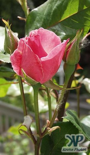 cd16-d29.jpg - Rose