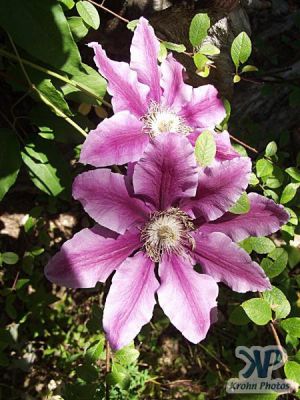 cd16-d33.jpg - Clematis #2