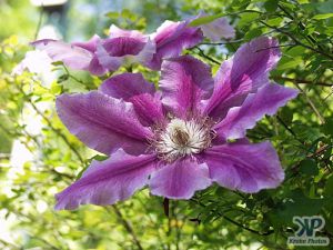 cd16-d34.jpg - Clematis #3