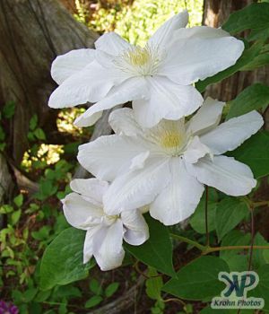 cd16-d36.jpg - Clematis #4