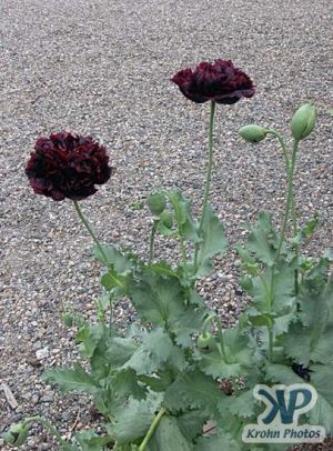 cd17-d08.jpg - Poppies