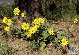 cd17-d13.jpg - Brown-Eyed Susans