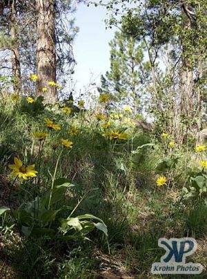 cd17-d14.jpg - Brown-Eyed Susans