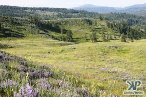 cd17-d37.jpg - Wild Lupines