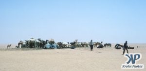 dvd1000-s108.jpg - Herd of Camels