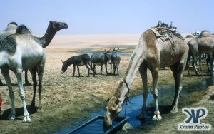 dvd1000-s109.jpg - Camel drinking