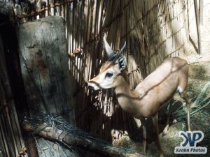 dvd1000-s117.jpg - Deer