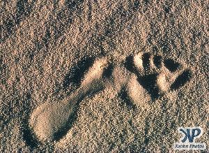 dvd1000-s140.jpg - Footprint