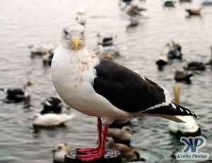 cd1013-d15.jpg - Seagull