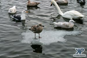 cd1013-d16.jpg - A Gull