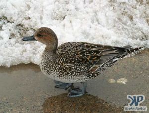 cd1013-d19.jpg - A duck