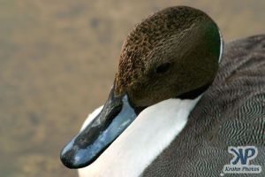 cd1013-d20.jpg - A duck