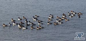 cd16-d07.jpg - Flock of ducks