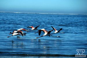 cd11-s14.jpg - Flamingos